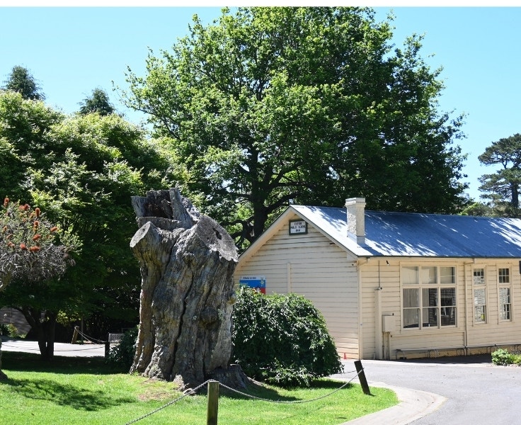 Exterior of a historic school building with cream weatherboard walls and a metal roof, surrounded by lush green trees and a large, weathered tree stump in the foreground.